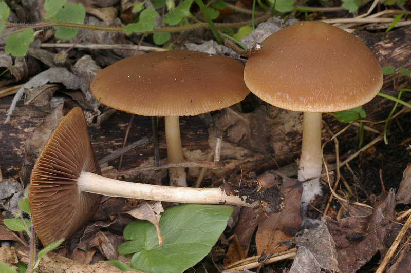 Psathyrella spadiceogrisea f. vernalis